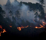 HONDURAS FIRE FOREST