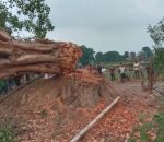 1622524185pipal Tree Cut Down