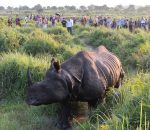 Rhino At Sauraha_Photo By Ravi Manandhar 3.jpeg_compress95