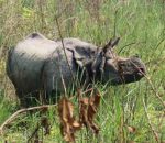 20180427010135_Rhino Chitawan 1